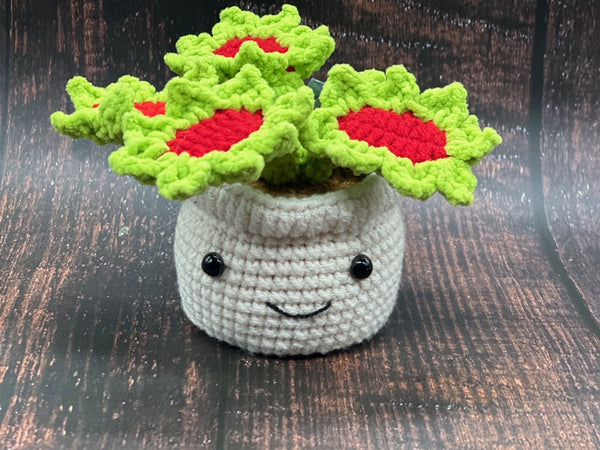 succulent venus flytrap plant Venus Fly Trap Plant Succulent Desk Buddy
