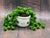 String of Pearls Plant Succulent Desk Buddy