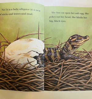 Baby Alligator Beginner Reader Book Level 3